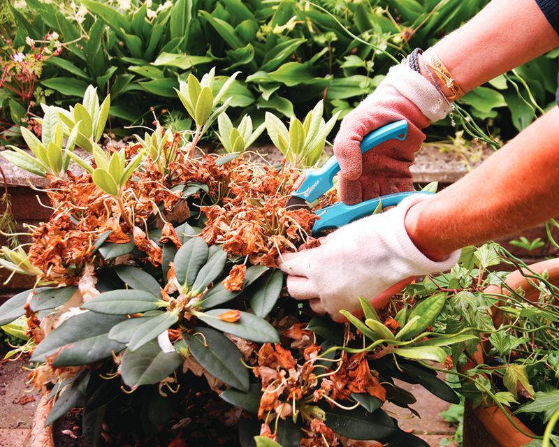 Trim Away Weak And Wobbly Branches Trim Away Weak And Wobbly Branches