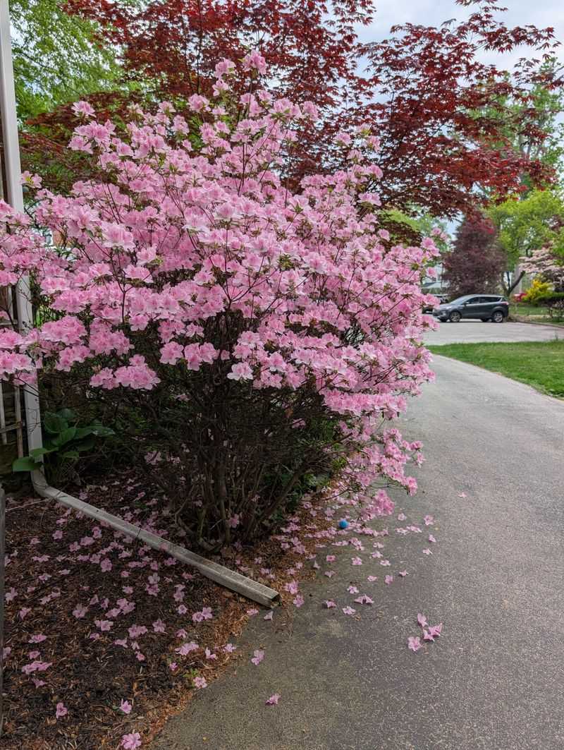 Trim Azaleas Right After Spring Blooms Fade