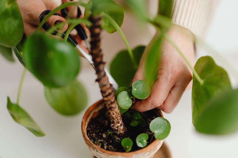 Trim Back Leggy Growth And Tired Foliage Trim Back Leggy Growth And Tired Foliage