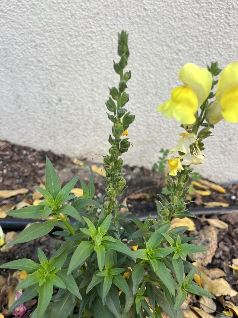 Trim Back Spent Flower Spikes Trim Back Spent Flower Spikes
