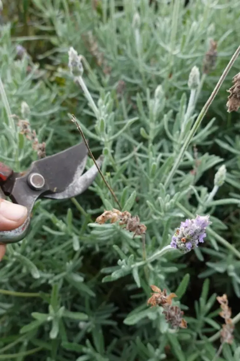 Trim Back Spent Lavender Flowers Trim Back Spent Lavender Flowers