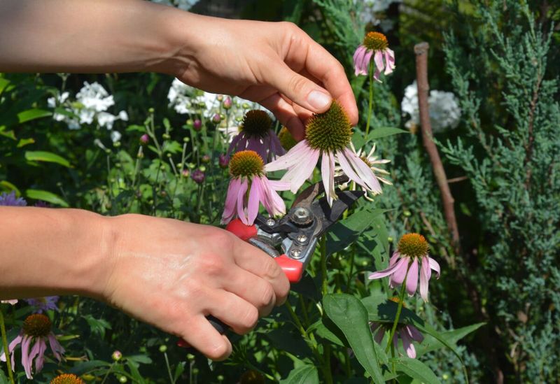 Trim Back Tired Summer Plants Trim Back Tired Summer Plants