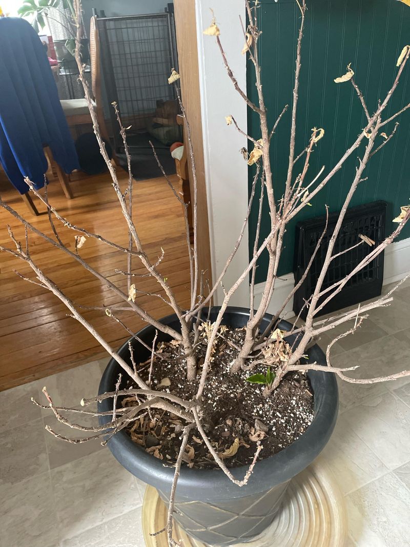 Trim Crowded Growth Before Relocating