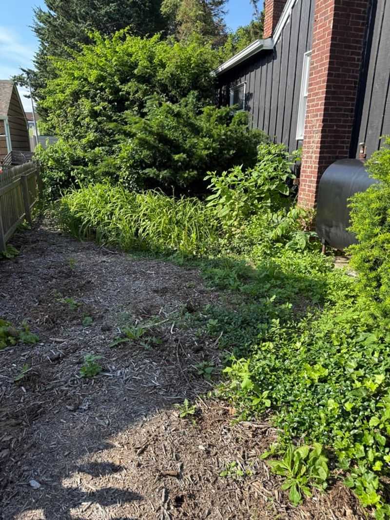 Trim Dense Shrubs And Overgrown Weeds
