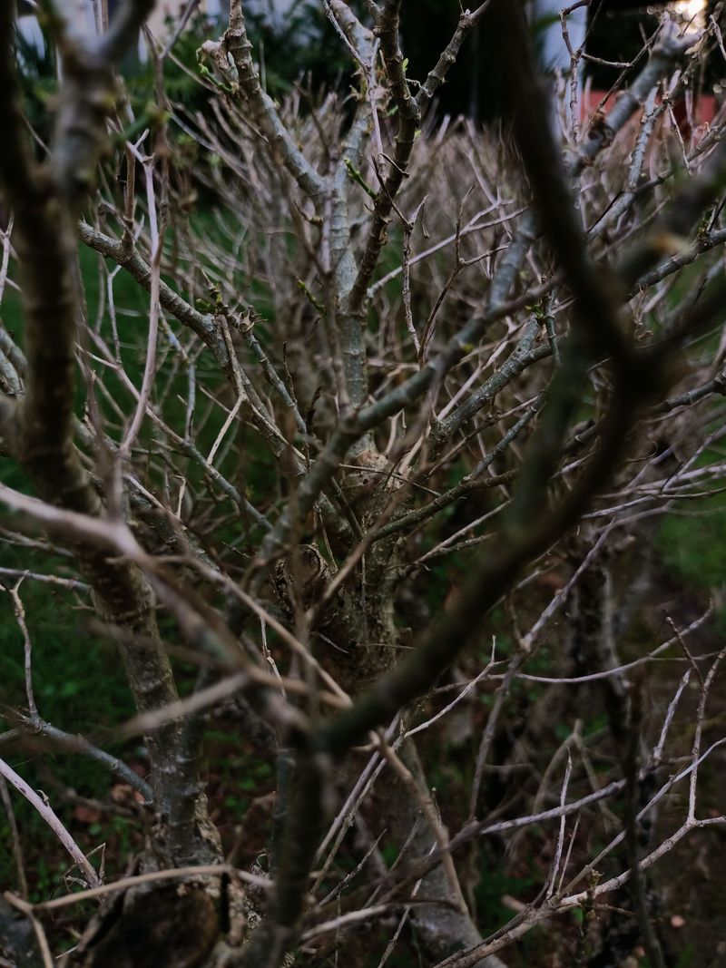 Trim Dry Branches From Trees And Shrubs Trim Dry Branches From Trees And Shrubs