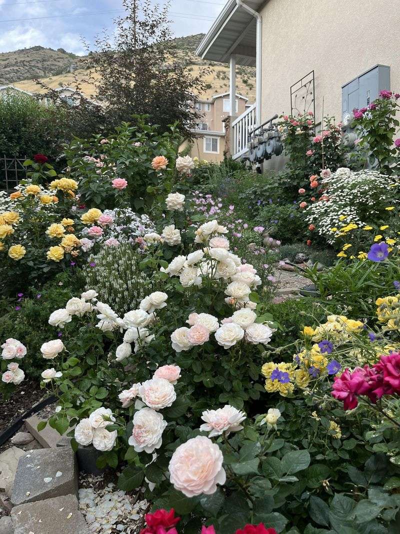 Trim Landscape Roses Now Trim Landscape Roses Now