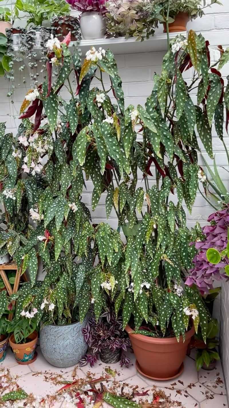 Trim Leggy Stems And Damaged Leaves