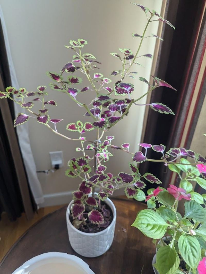Trim Leggy Stems To Keep Plants Compact Trim Leggy Stems To Keep Plants Compact