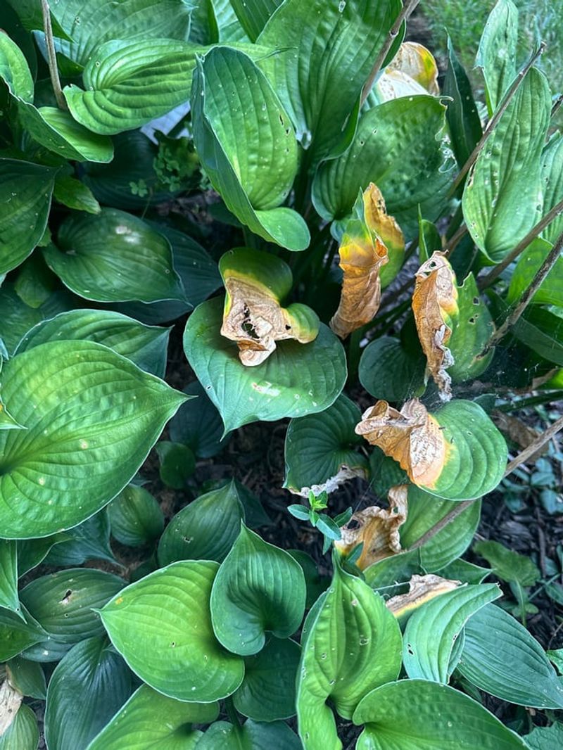 Trim Only The Truly Battered Leaves