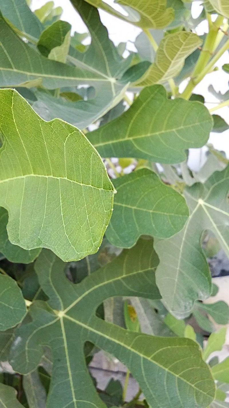 Trim Shading Leaves To Let The Sun In Trim Shading Leaves To Let The Sun In