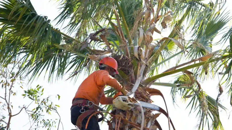 Trim Timing Long Before Peak Season Trim Timing Long Before Peak Season