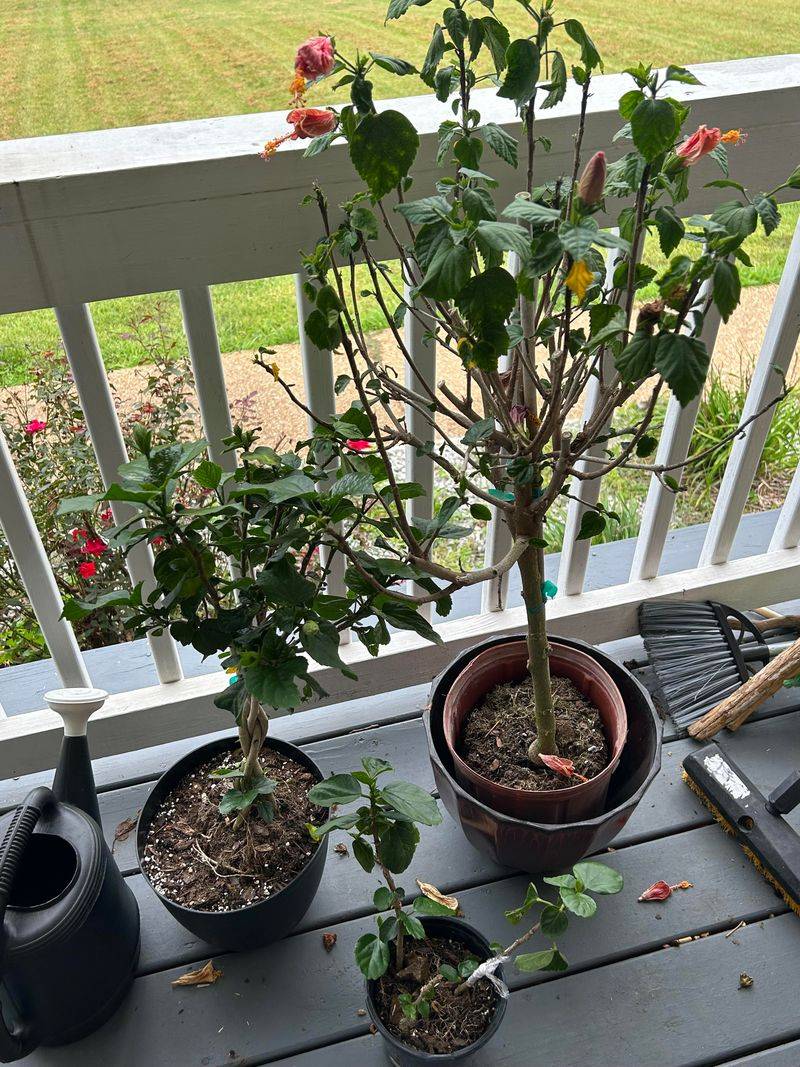 Trim Tropical Hibiscus Lightly Before Bringing It Inside
