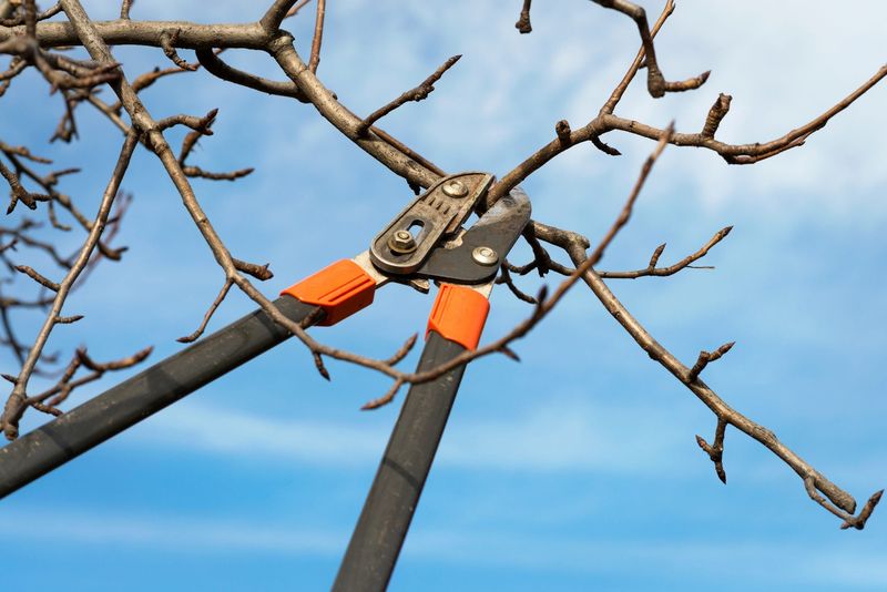 Trim Weak Branches Before Wind Tests Them Trim Weak Branches Before Wind Tests Them