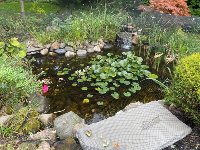 Trimming Back Aquatic Plants For Winter