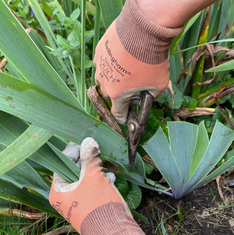 Trimming Foliage Into The Classic Fan Shape