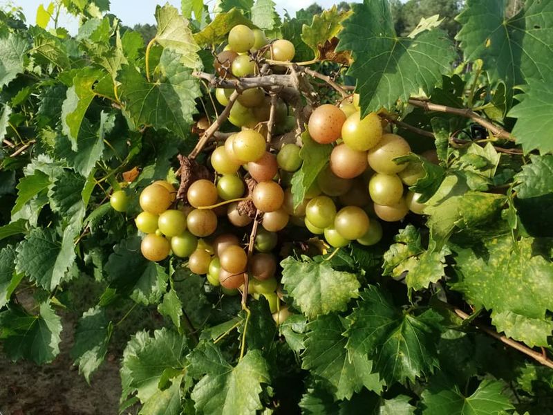 Triumph Gives Early Dark Grapes For Backyard Growers Triumph Gives Early Dark Grapes For Backyard Growers
