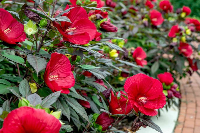 Tropical And Hardy Types Follow Different Rules