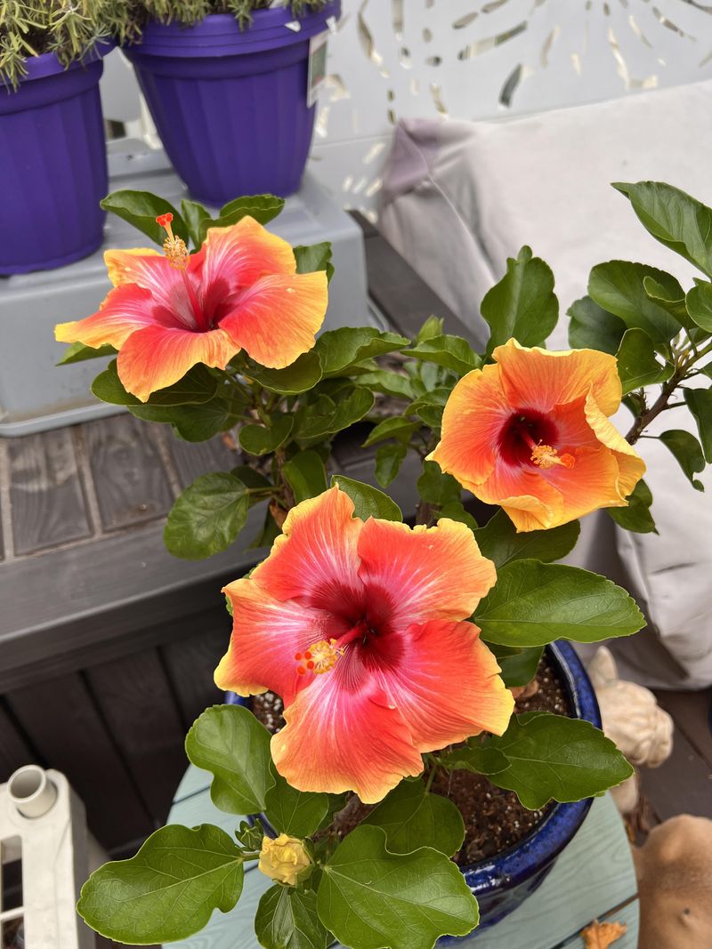 Tropical Hibiscus Can Return With Indoor Care