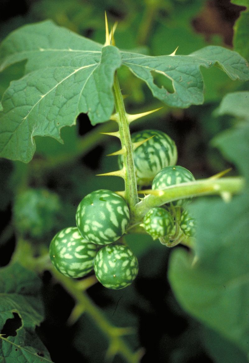 Tropical Soda Apple (Solanum Viarum)
