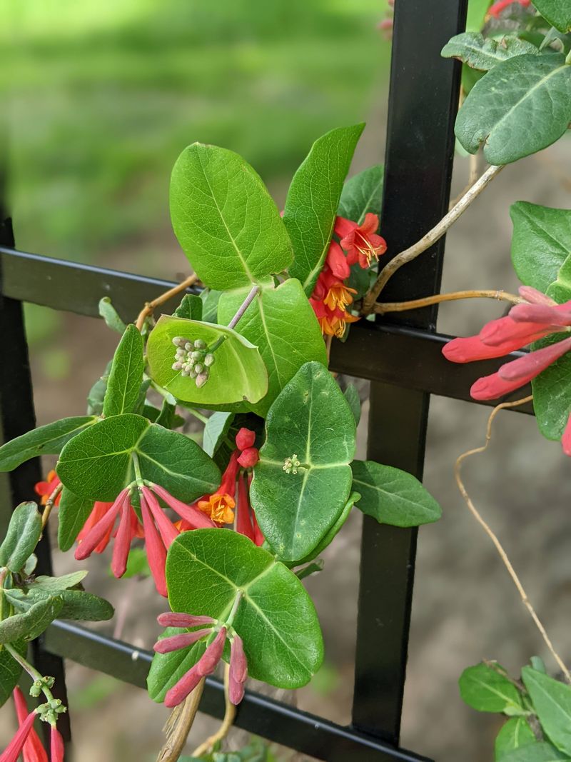 Trumpet Honeysuckle Twines Gently Upward