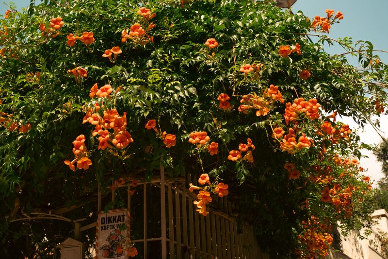 Trumpet Vine Grows Faster Than Your Fence Can Handle