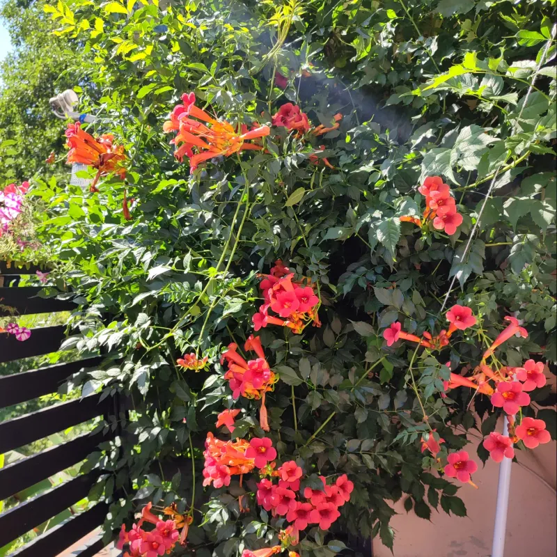 Trumpet Vine Trumpet Vine