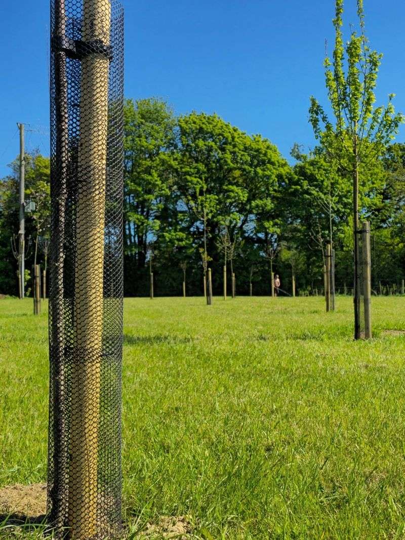 Trunk Guards For Next Season's Saplings