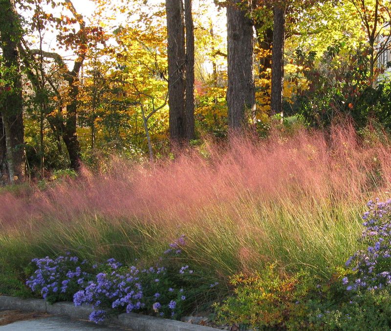 Trust Muhly Grass To Handle More Than Its Delicate Look Suggests Trust Muhly Grass To Handle More Than Its Delicate Look Suggests