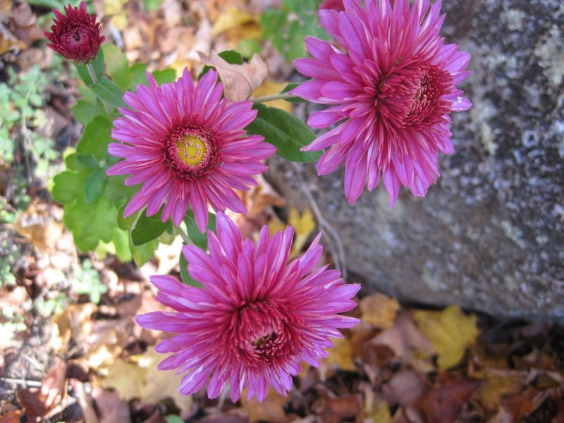 Try Daisy Mums For A Different Fall Look Try Daisy Mums For A Different Fall Look