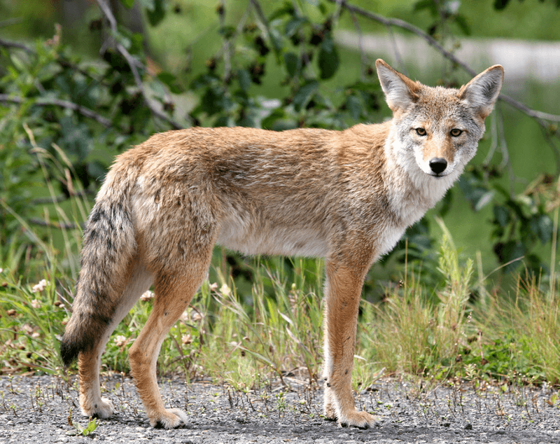 Try Hazing To Scare Coyotes Away