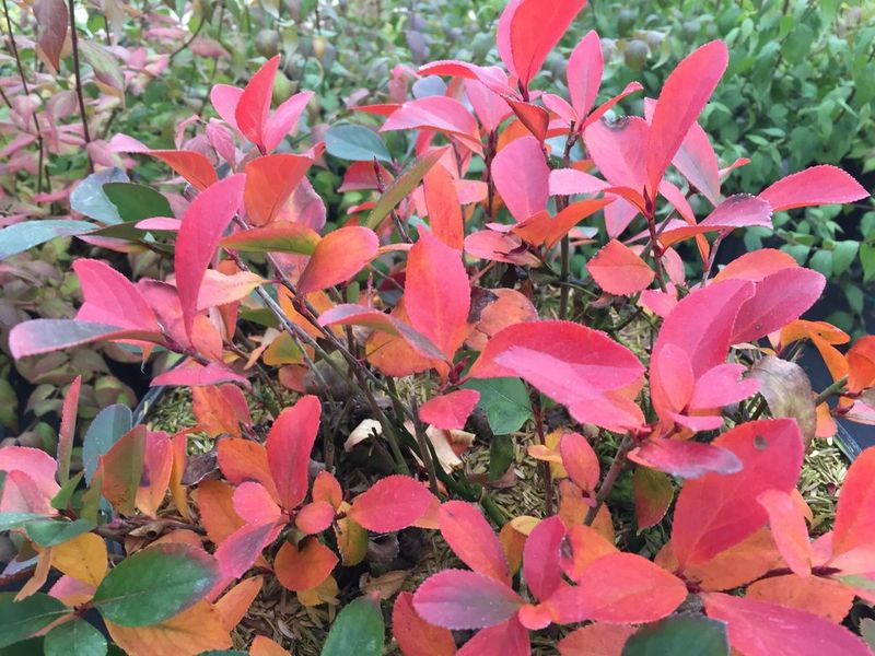 Try Red Chokeberry For Fall Color Try Red Chokeberry For Fall Color