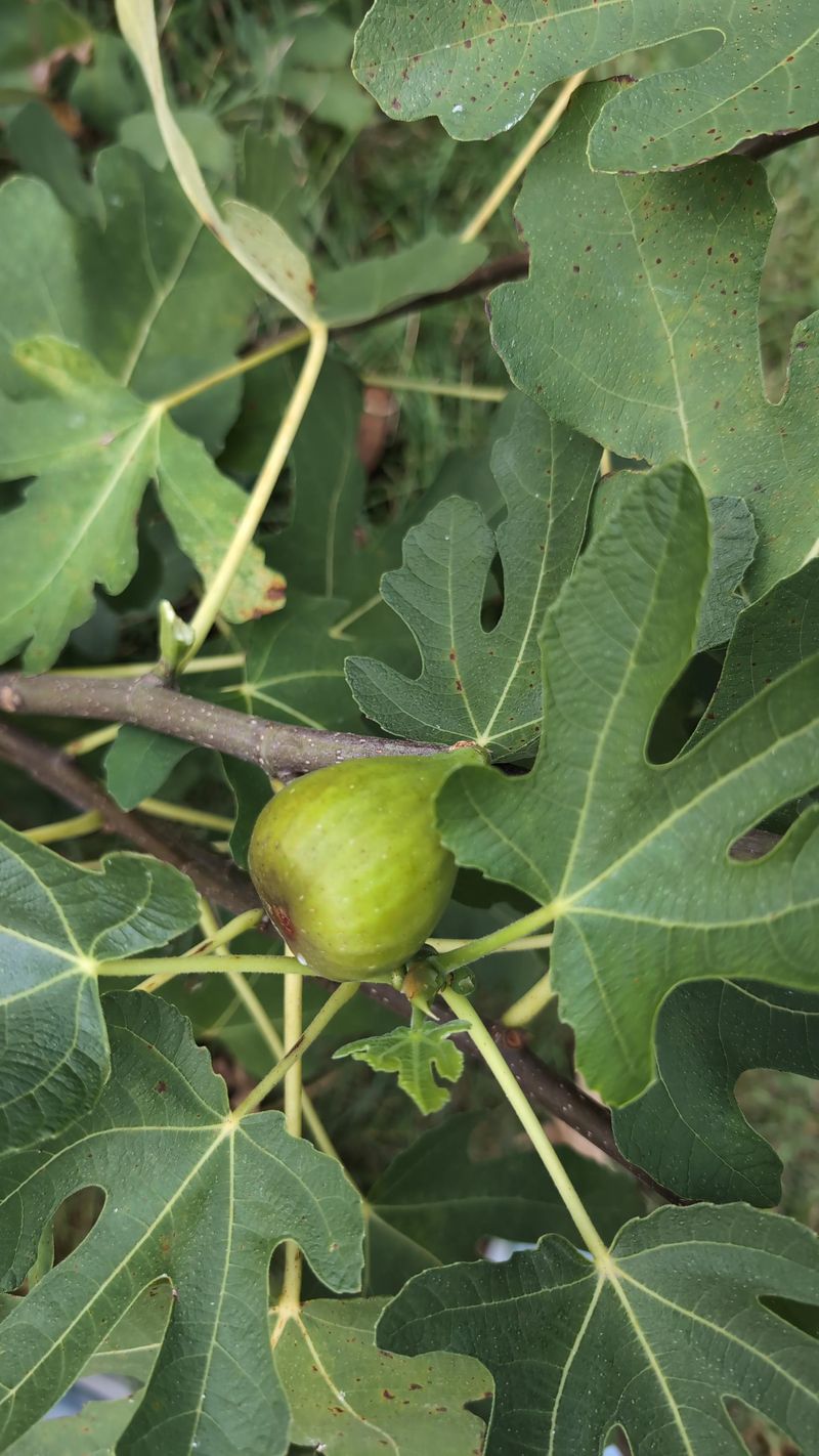 Try The Oiling Trick For Faster Ripening Try The Oiling Trick For Faster Ripening
