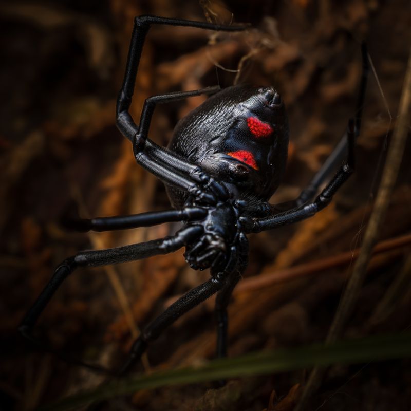 Try To Identify The Spider Without Chasing It Try To Identify The Spider Without Chasing It