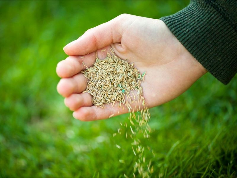 Trying Dormant Seeding When Weather Turns Cold Trying Dormant Seeding When Weather Turns Cold