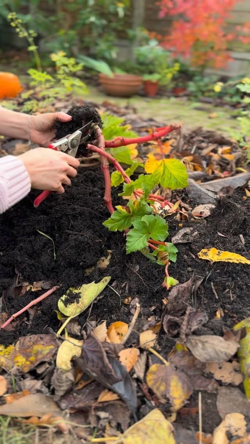 Tuberous Begonia Roots Need A Gentle Autumn Rescue