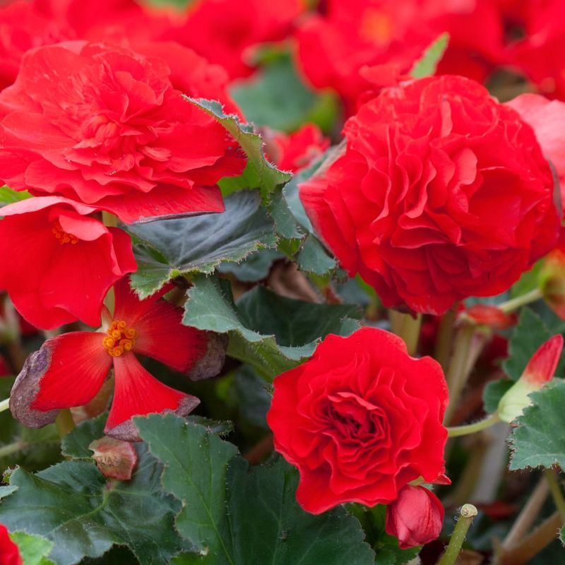 Tuberous Begonias Tuberous Begonias