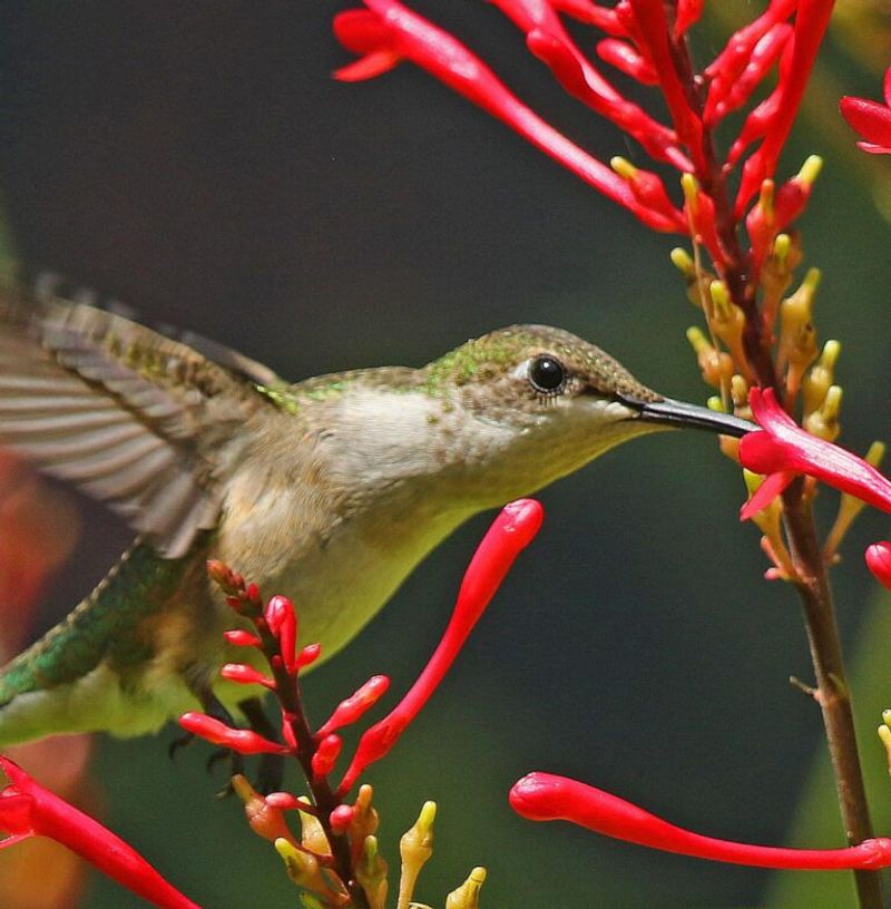 Tubular Flowers Make Nectar Easier To Reach Tubular Flowers Make Nectar Easier To Reach