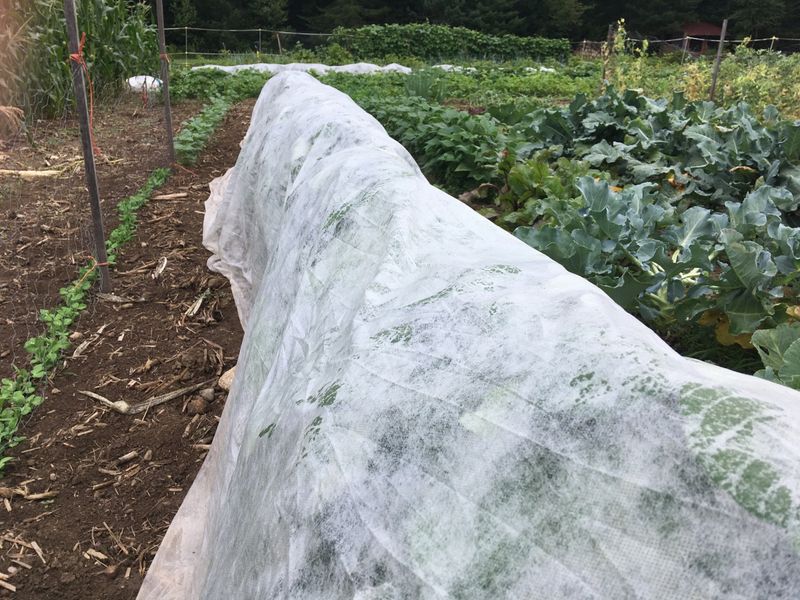 Tuck In the Lawn and Vegetable Beds Tuck In the Lawn and Vegetable Beds