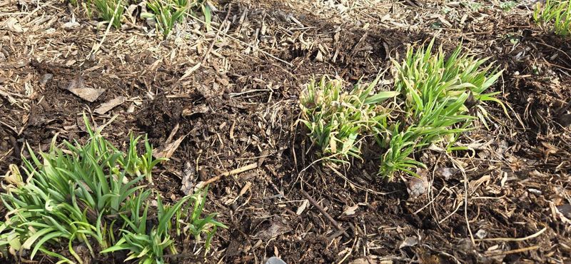 Tuck The Plants In With Fresh Mulch Tuck The Plants In With Fresh Mulch