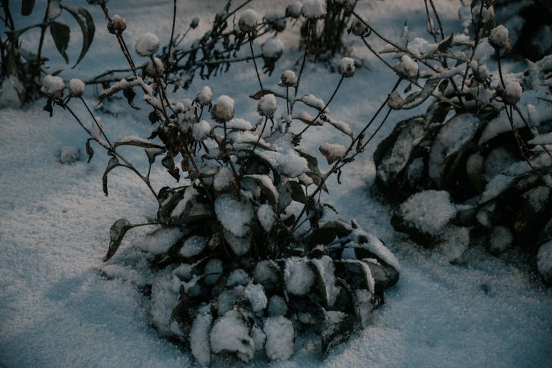 Tuck Them Around Tender Perennials For Winter