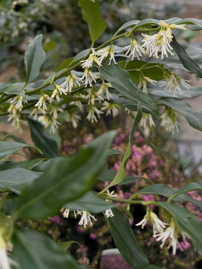 Tucked Into Shade, Sweetbox Offers A Honey-Like Scent Near The Ground Tucked Into Shade, Sweetbox Offers A Honey-Like Scent Near The Ground