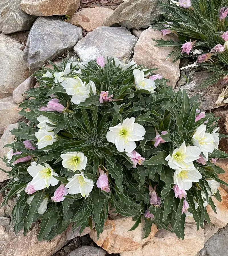 Tufted Evening Primrose (Oenothera caespitosa)