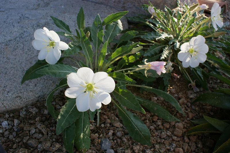 Tufted Evening Primrose in Arizona Shade (Oenothera caespitosa)