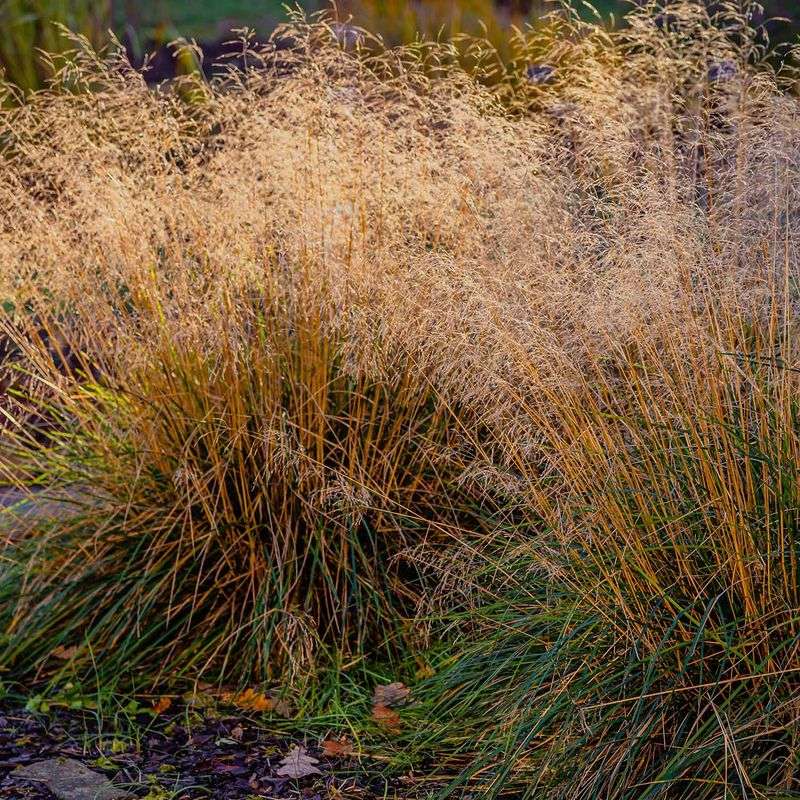 Tufted Hair Grass Softens Shady Borders Tufted Hair Grass Softens Shady Borders