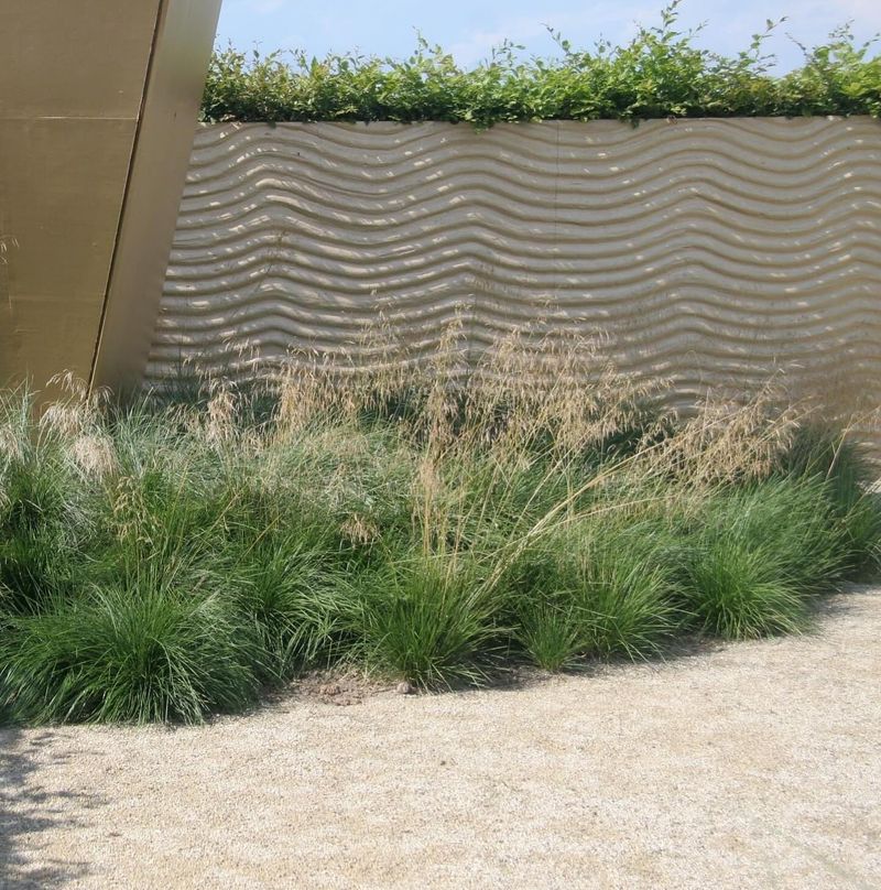 Tufted Hairgrass For Seasonal Wetland Edges Tufted Hairgrass For Seasonal Wetland Edges