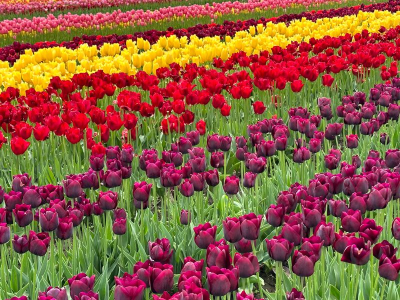 Tulip Bulbs For A Rainbow Of Spring Color Tulip Bulbs For A Rainbow Of Spring Color