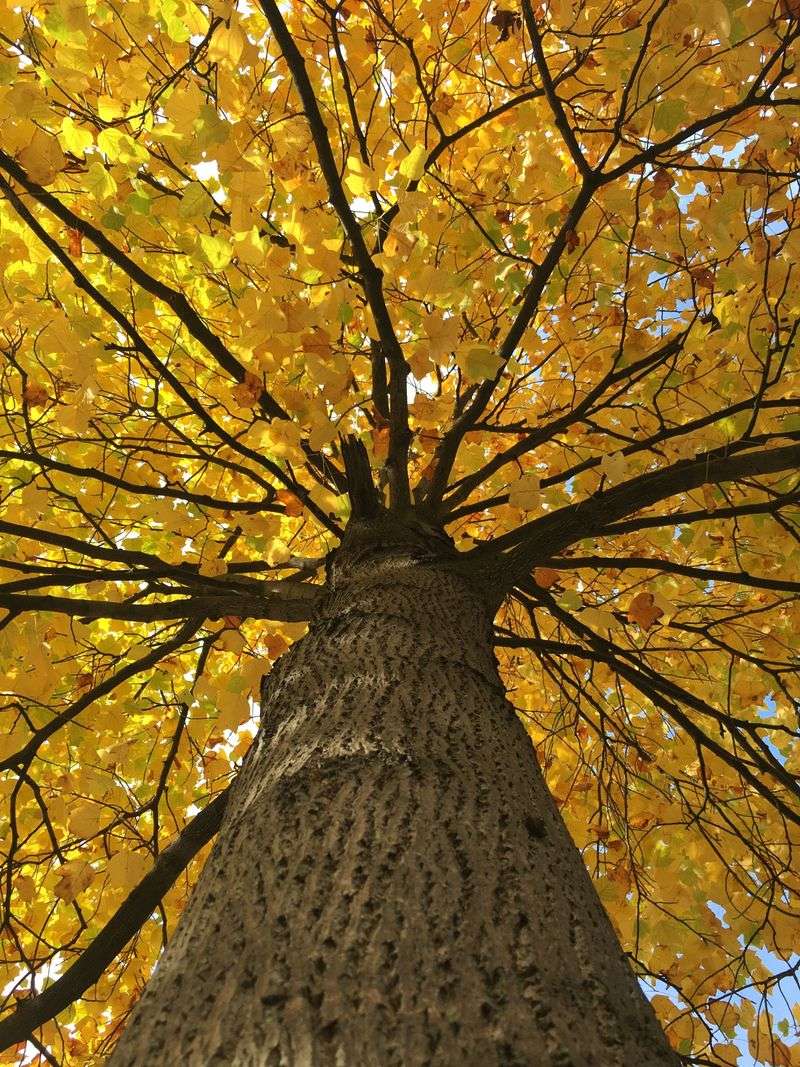 Tulip Poplar Drops Big Yellow Leaves Early Tulip Poplar Drops Big Yellow Leaves Early