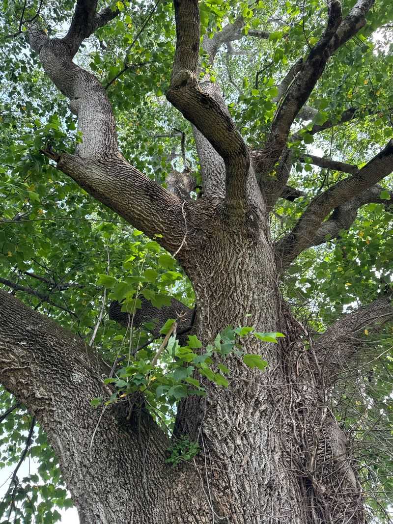 Tulip Poplar Tulip Poplar