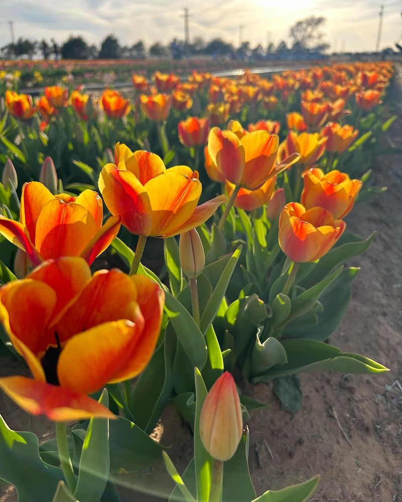 Tulips Tulips