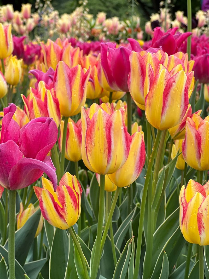 Tulips Tulips